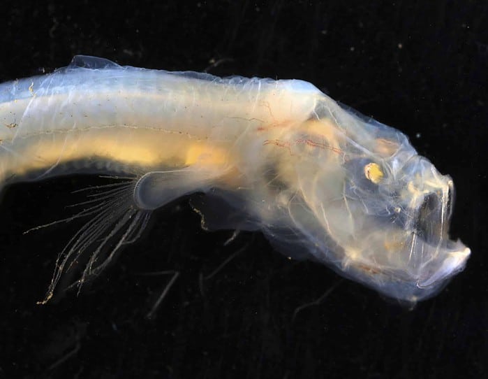 Scientists Map Seafloor Off Australia’s Cocos (Keeling) Islands, Uncover Cool Deep-Sea Fish