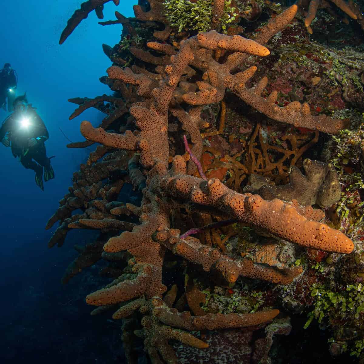 Turks And Caicos Scuba Diving 4 Sites Not To Miss Out On DeeperBlue
