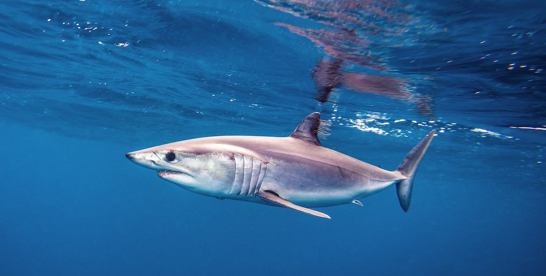 NOAA Denies Protections To Shortfin Mako Shark - DeeperBlue.com