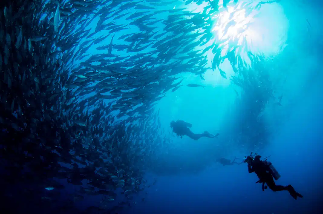 Big eye Trevally Jack while Scuba Diving Cabo San Lucas