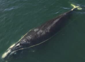 Another Whale Freed From Entanglement In Fishing Gear thumbnail