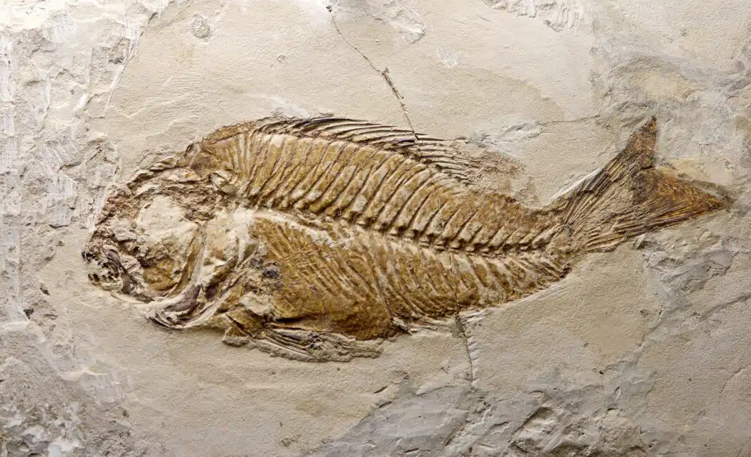 Fish fossil (Adobe Stock)