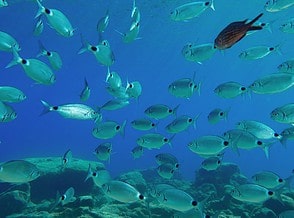 New Initiative to Monitor Mediterranean Sea Life Launched thumbnail