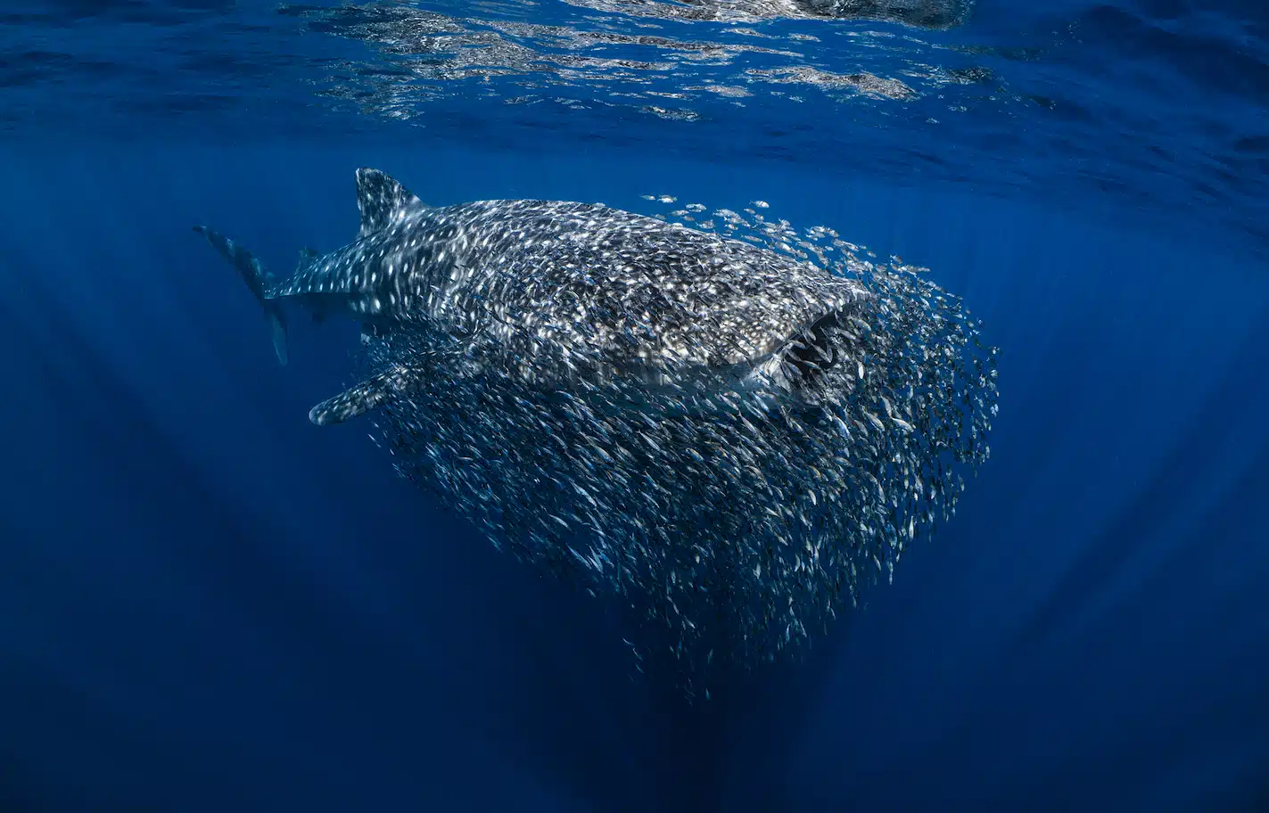 Image credit: © Oliver Clarke/UPY2023