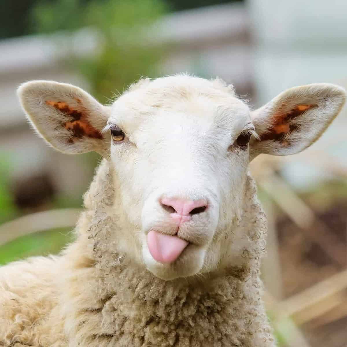 US Navy Scraps Brutal Tests After PETA Pressure US Navy Scraps Brutal Tests After PETA Pressure