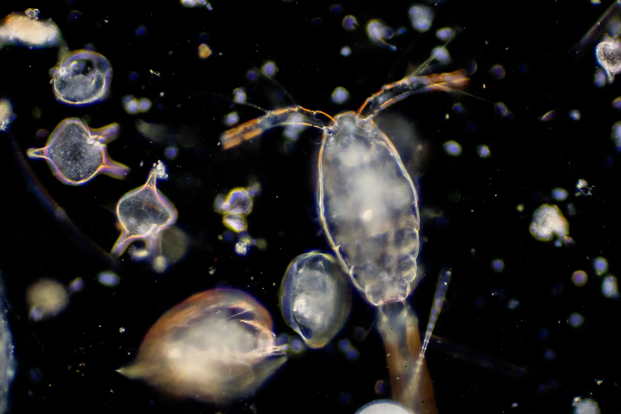 Plankton (Adobe Stock)