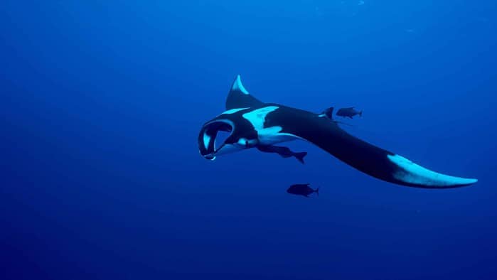 Giant Oceanic Mantarochen beim Tauchen in Socorro - ein Muss auf einer Tauchsafari in Mexiko