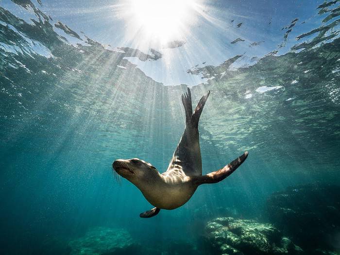 Seelöwen sind ein Muss in Los Islotes während einer Tauchsafari in Mexiko