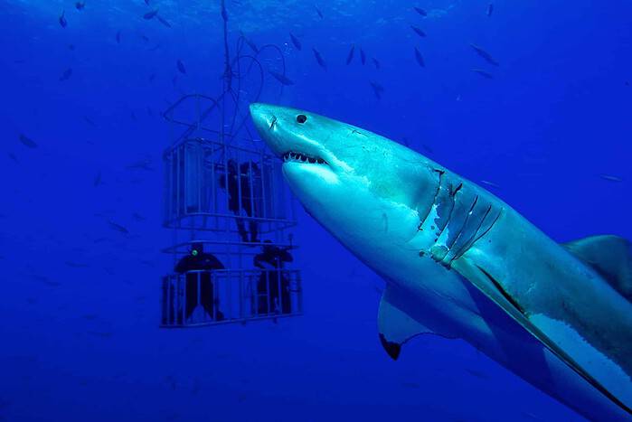 Grandes tiburones blancos mientras bucean en vida a bordo en Guadalupe, México