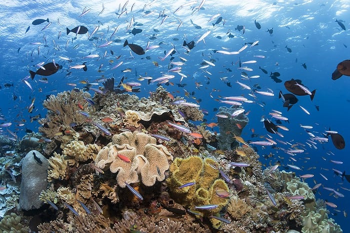 8 Tips To Explore The Wonders Of Wakatobi Dive Resort