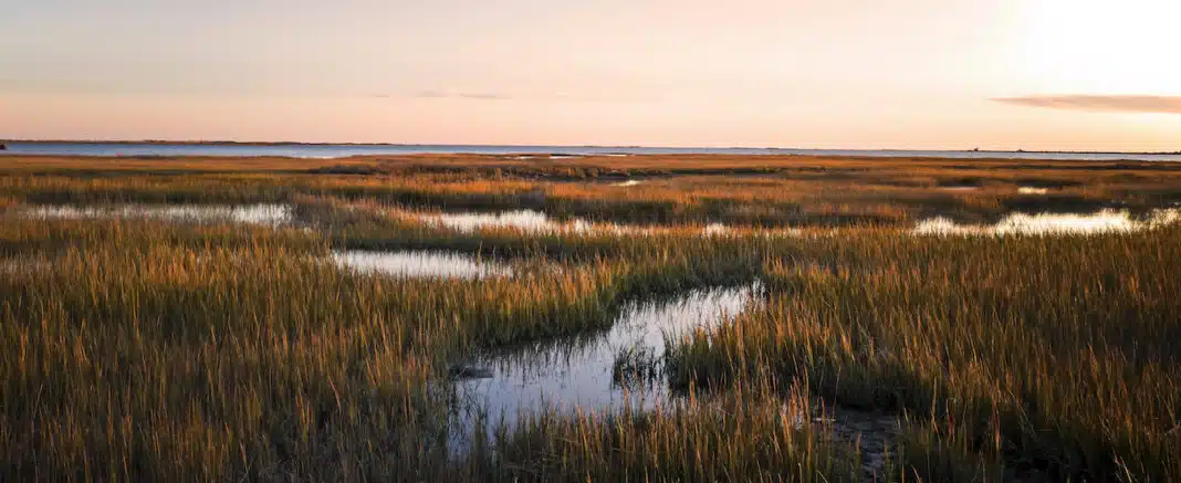Marsh (Adobe Stock)