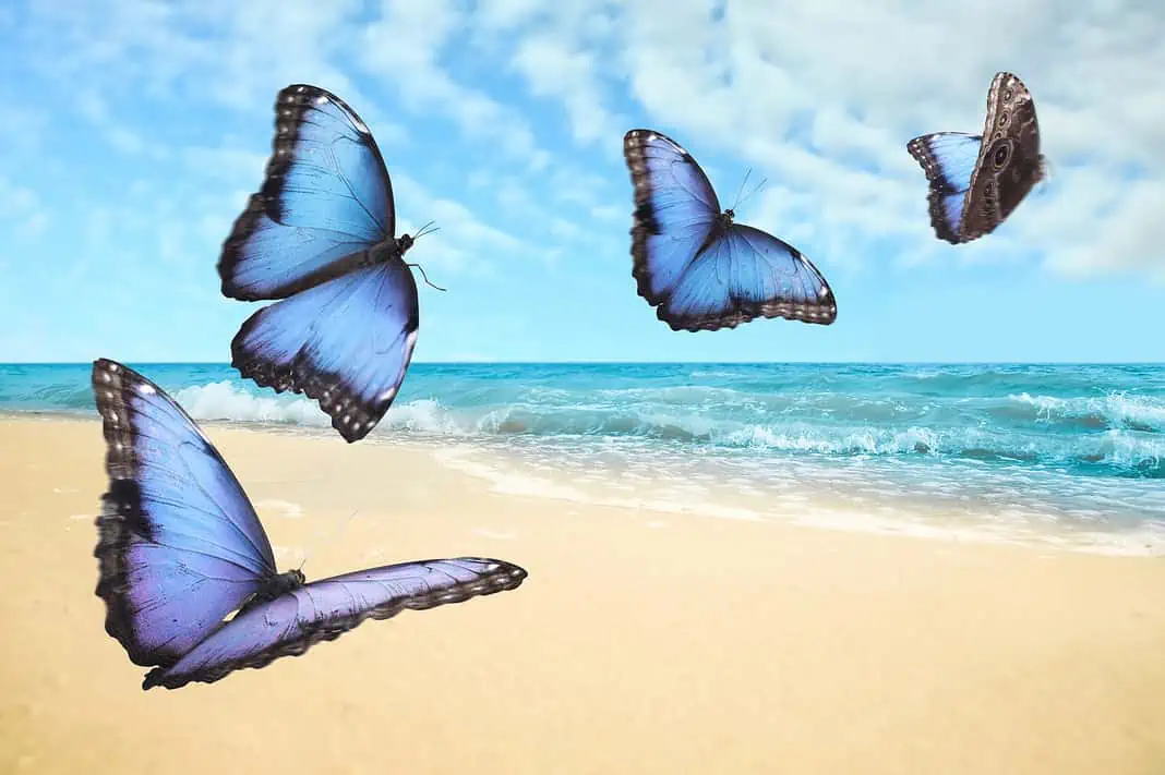 Beautiful butterflies flying over sandy beach and ocean (Adobe Stock)