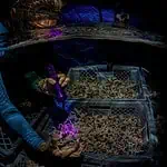 Francesca Virdis assesses coral settlement on larval substrates in RRFB’s floating larvae nursery. (Photo Credit: Lorenzo Mittiga)