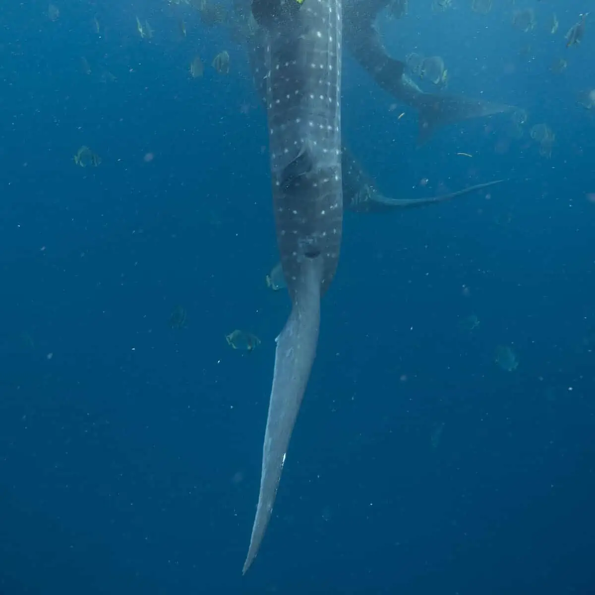 Whale shark (Photo courtesy Dr Gonzalo Araujo (Marine Research and Conservation Foundation, UK)