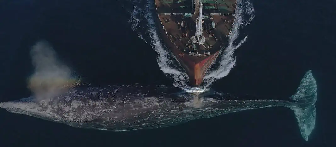 'Collision' Documentary (Image credit: Ocean Souls Films)