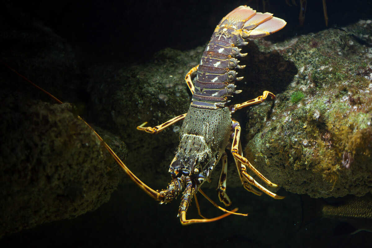 California's Spiny Lobster Season Starts A Bit Earlier This Year