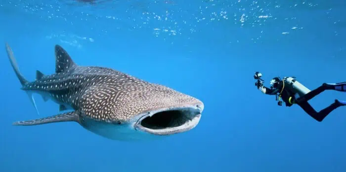 Whale Shark (Adobe Stock)