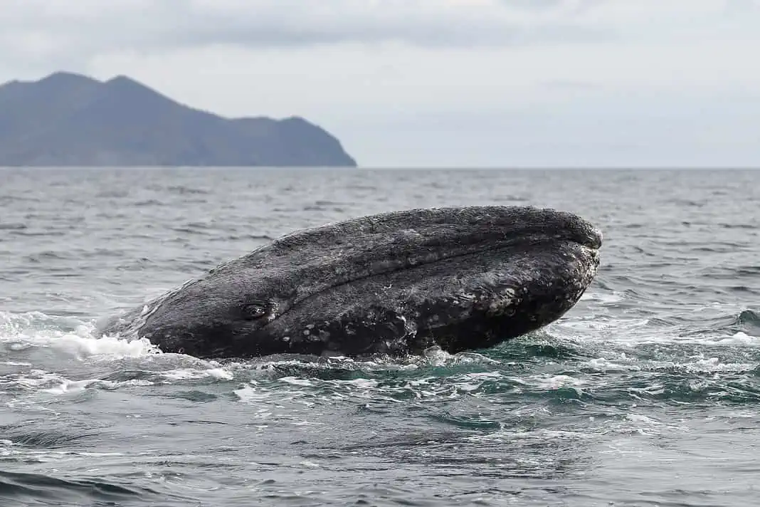 North Pacific Gray Whale