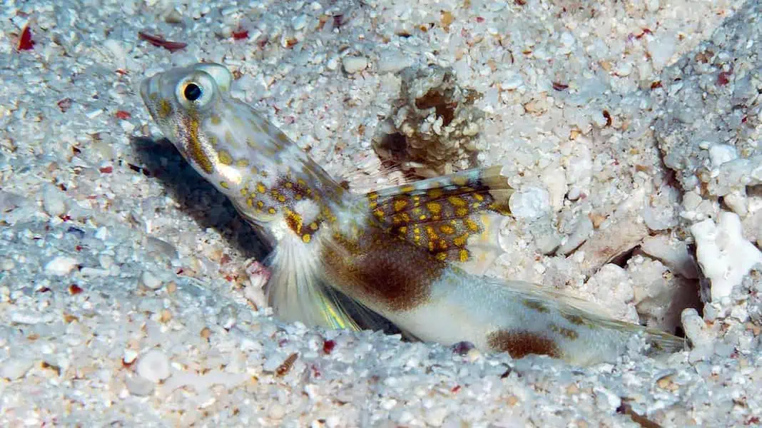 Lady Elliott Shrimp Goby (Image Credit: Dr Mark Erdmann)