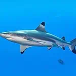 Great White Shark Swimming in Open Water