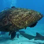 Deep-sea Fish in Clear Ocean Water