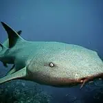 Deep-sea Shark in Ocean
