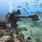 Deep-sea diver interacting with a large shark underwater