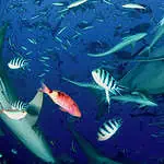 Great White Shark with School of Fish in Deep Ocean Waters