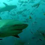 Shark among diverse marine life underwater
