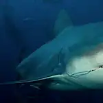 Great White Shark swimming in deep blue ocean waters.