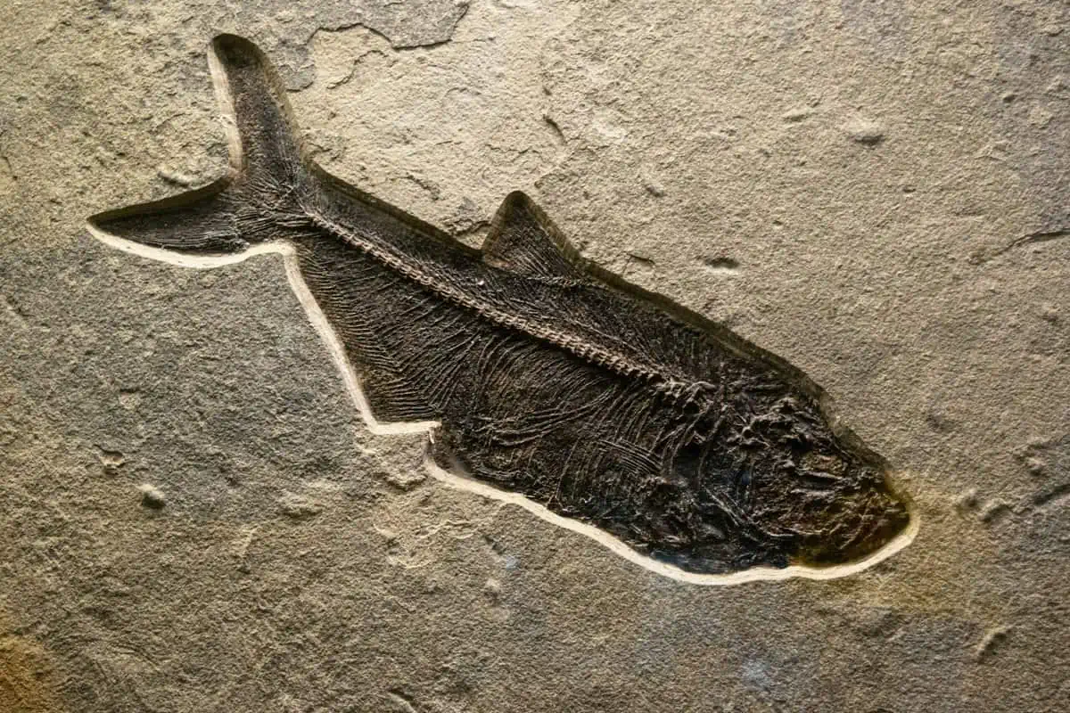 Fish fossil (Photo by Jacqueline Martinez on Unsplash)