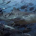 Great White Shark in Open Ocean with School of Fish