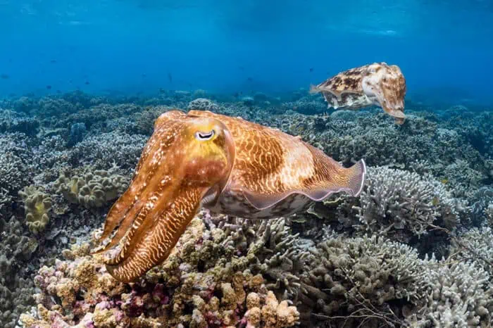 Twilight Wonders: Snorkeling at Wakatobi's Jetty Bar
