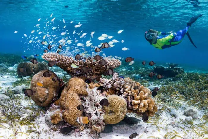 Twilight Wonders: Snorkeling at Wakatobi's Jetty Bar