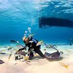 Deep Sea Diving with Stingrays and Fish