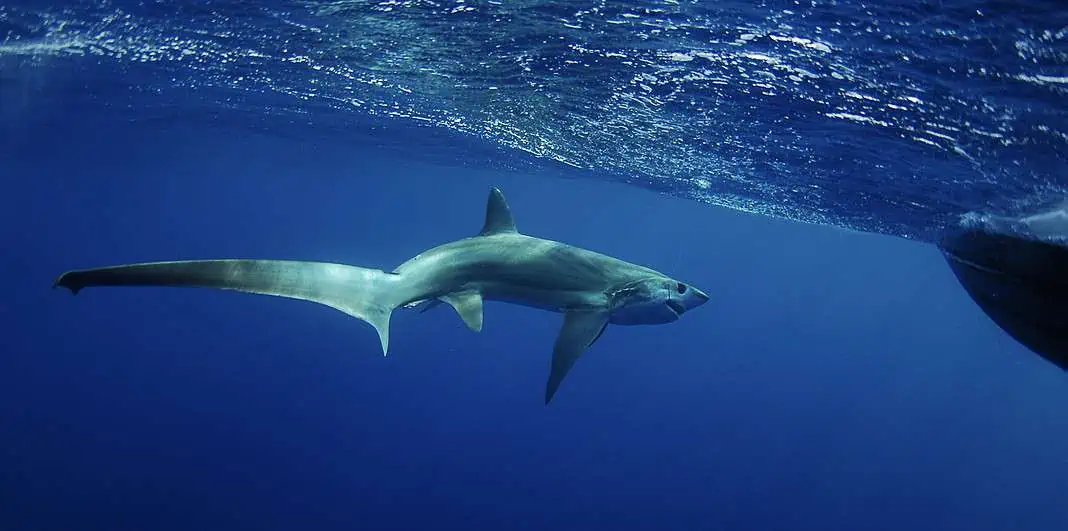 Thresher Shark (AdobeStock)