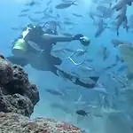 Diver with Sharks in Ocean