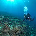 Underwater coral reef with scuba diver exploring marine life