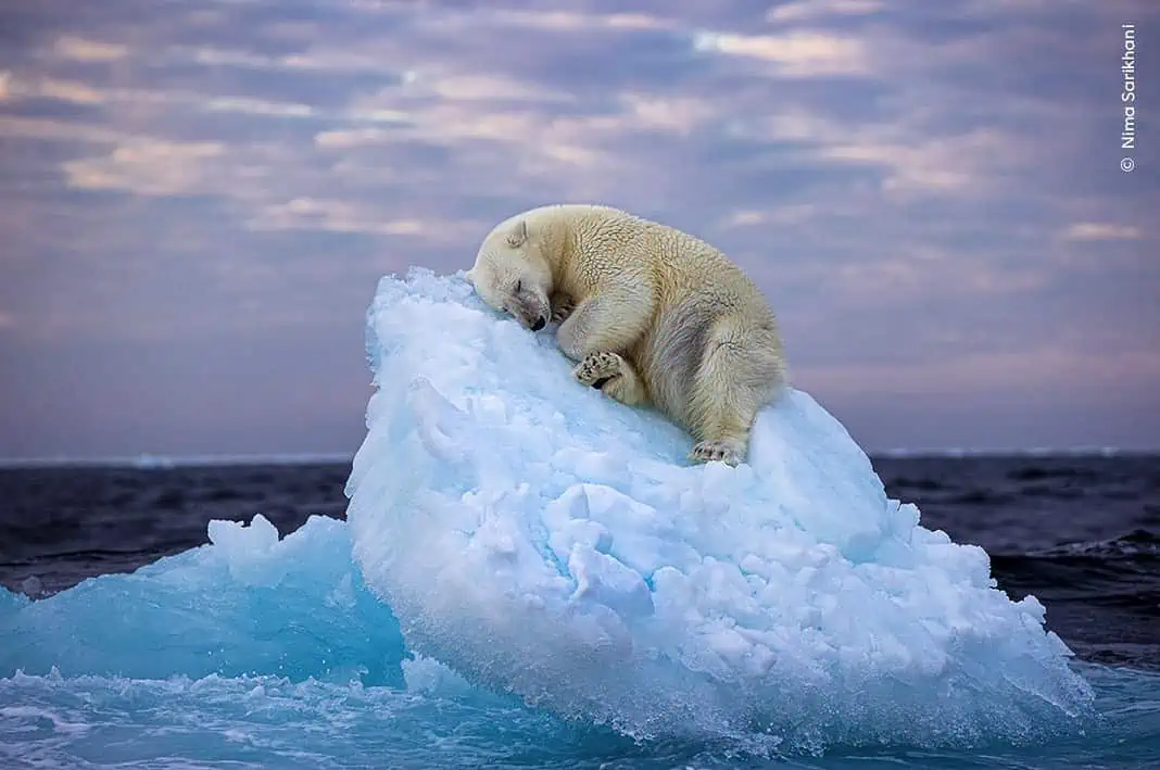 Ice Bed: Stunning image of a young polar bear drifting to sleep wins Wildlife Photographer of the Year People’s Choice Award (Image credit: Nima Sarikhani / Wildlife Photographer of the Year)