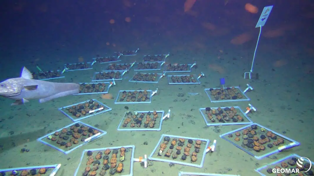 Deep Sea Nodules (Image credit- Geomar)