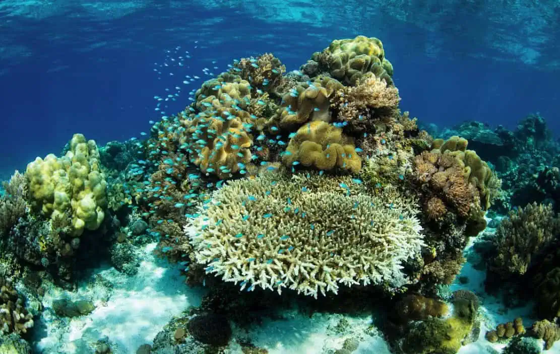 Newly Refurbished Emperor Divers Liveaboard Now Offering Alor Archipelago Itinerary