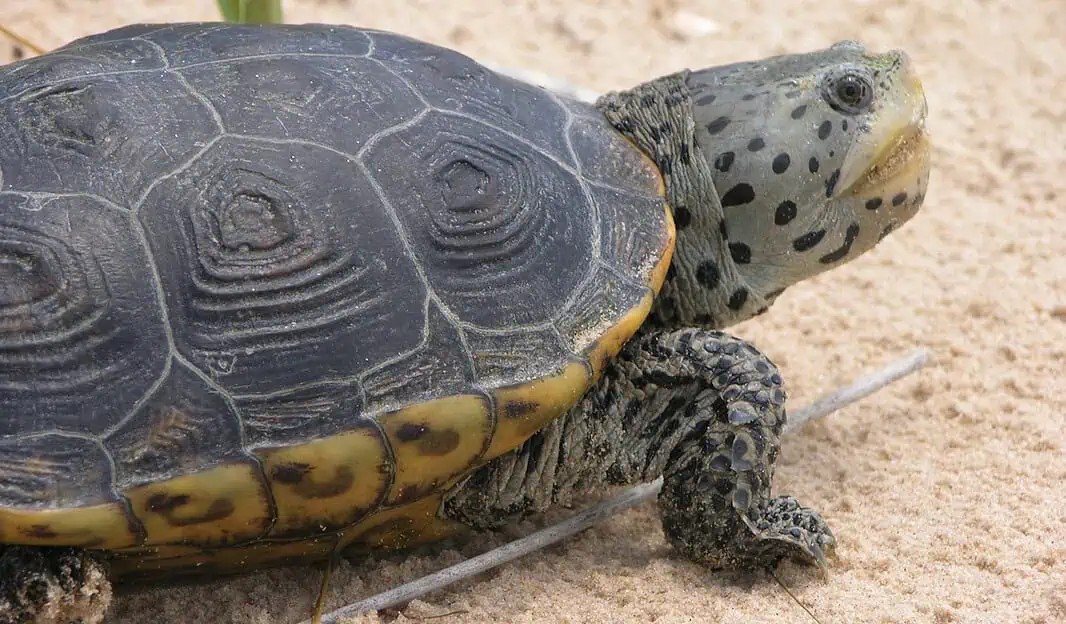 Diamondback terrapin photo by Christina Mohrmann/Grand Bay NERR