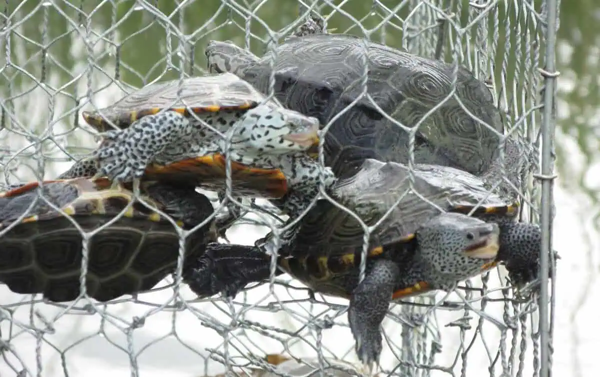 Diamondback terrapins photo by Timothy Russell
