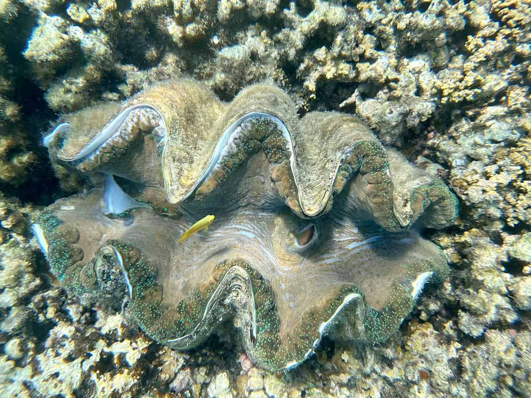 Giant Clam off the waters of Australia- John Cameron-Unsplash