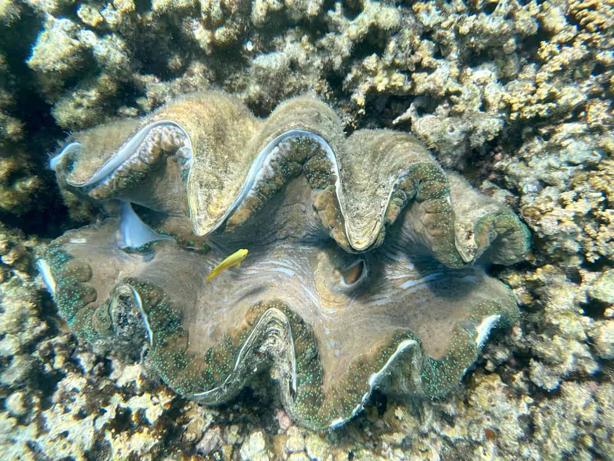 Giant Clam off the waters of Australia- John Cameron-Unsplash