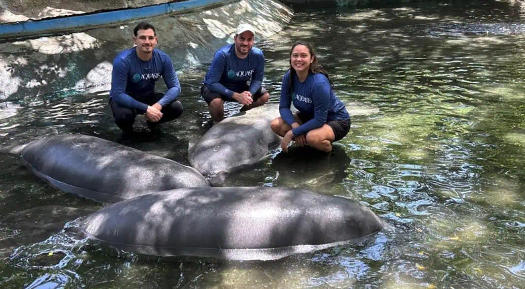 Tico the Manatee (Image Credit: Segundo Carrasquero, ©Aquasis)