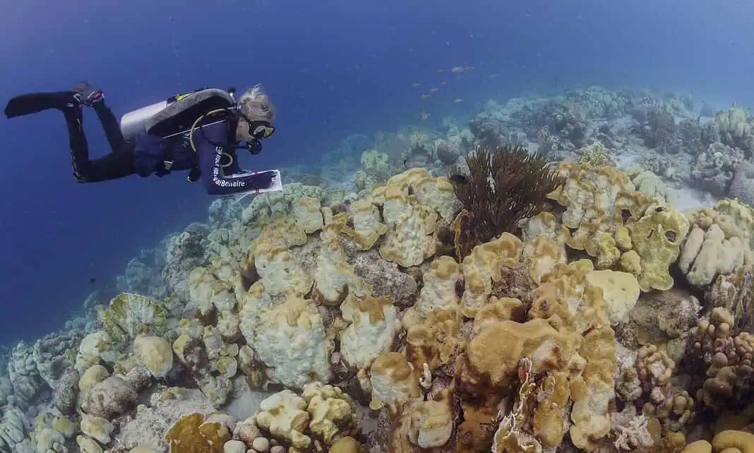 RRFB staff monitors an area of reef that has recently died during a dive scouting for resilient colonies. (Image Credit: Lorenzo Mittiga)