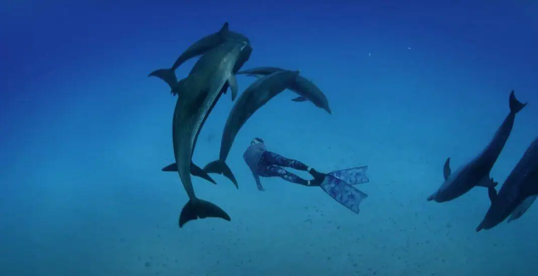 Call of the Dolphins – Official IMAX Trailer - Narrated by Mary Steenburgen (Image credit: MacGillivray Freeman Films)