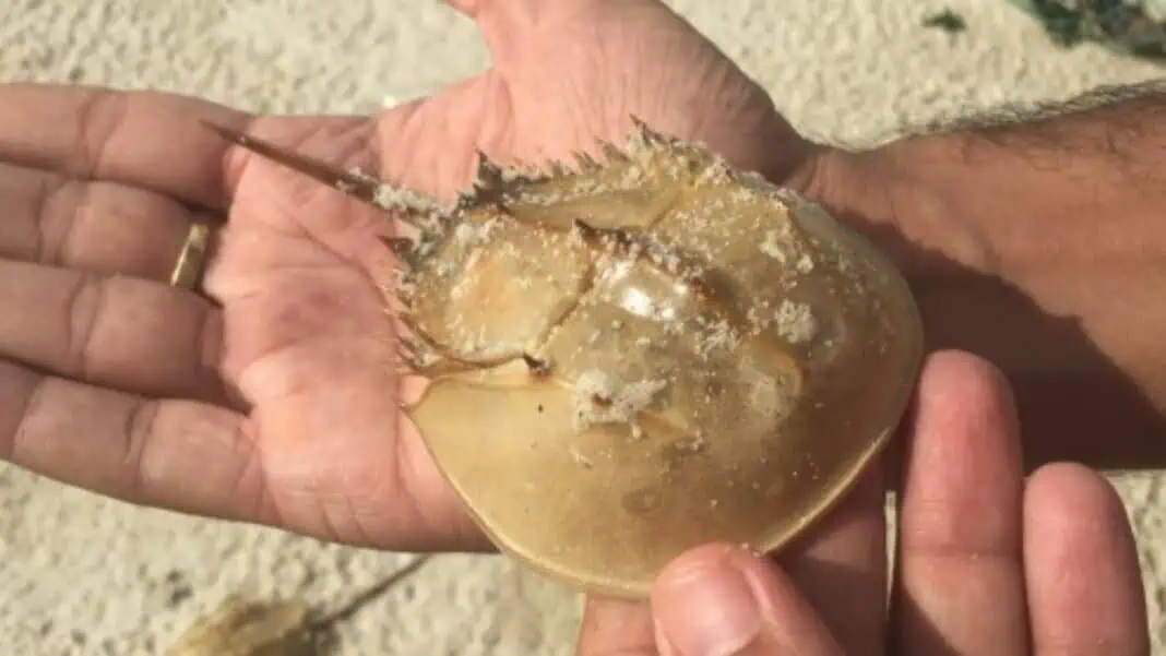 Asian Horseshoe Crab (Image credit: Dr. Tan Qian)