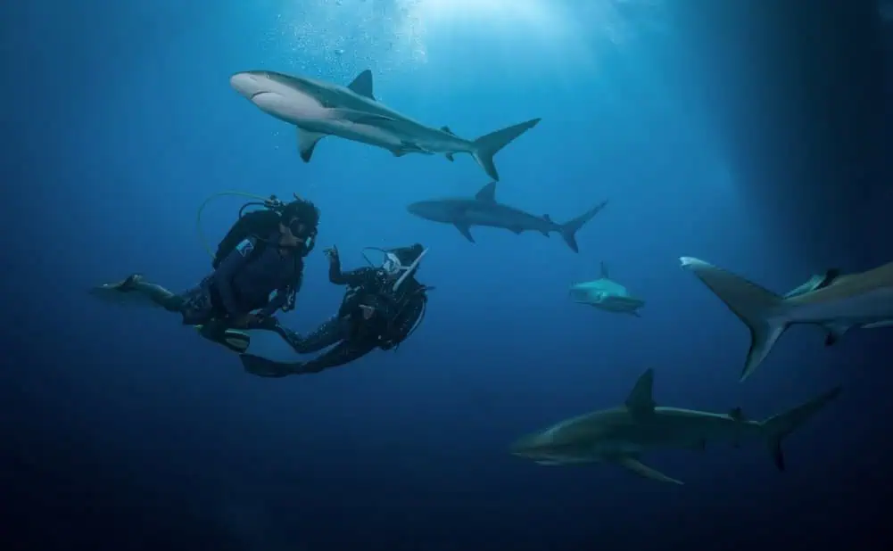 Scientists Find Scuba Divers Willing To Pay More To Dive Marine Protected Areas (Image credit: PADI)